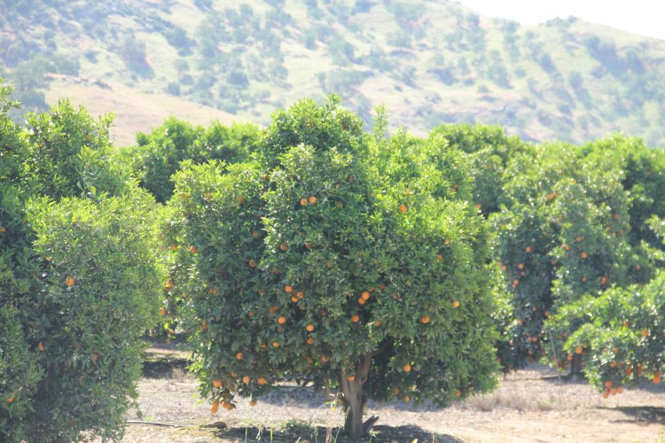 Orange Grove in San Joaquin Valley